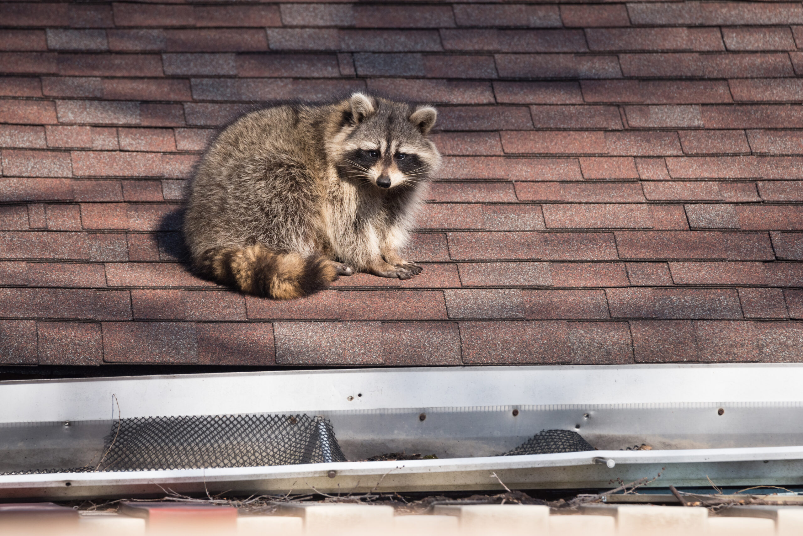 A raccoon on top of a roof, looking for an access point.